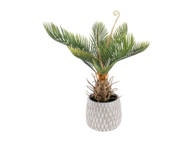 PIANTINA CYCAS C/VASO CM.43 A27370