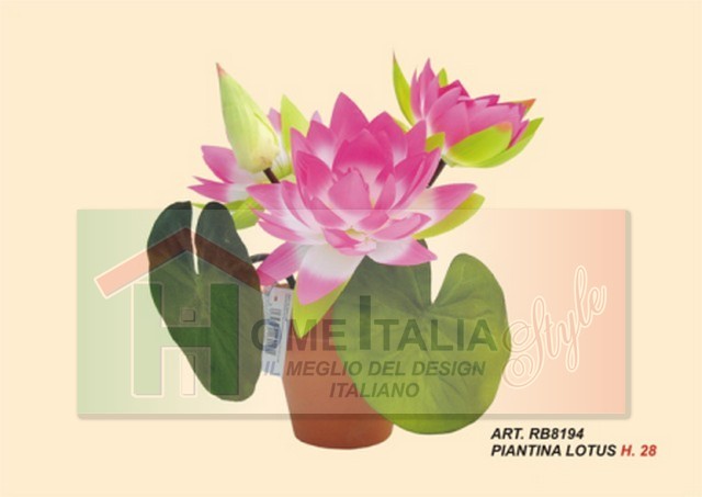 LOTUS ALTO h.28 PIANTA RB8194