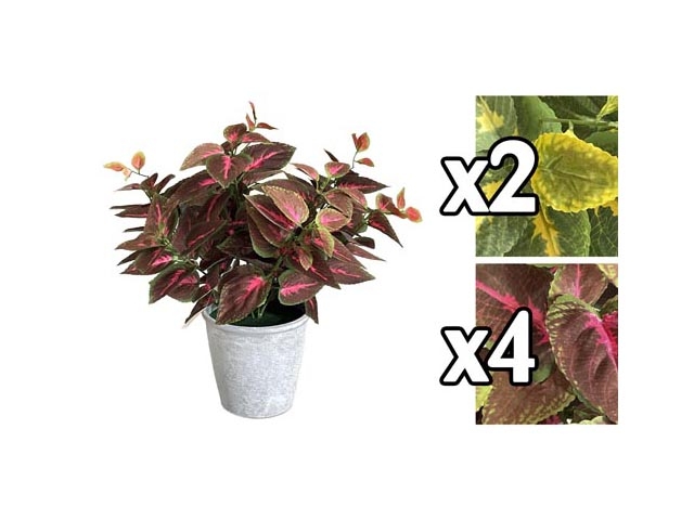 COLEUS COLORATO LARGE POT 33*33*44CM 2 ASS.ZHI 59945