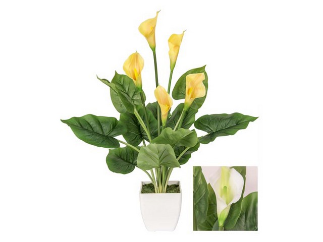PIANTA CALLA 60CM 2COL ASS.CHI 30276