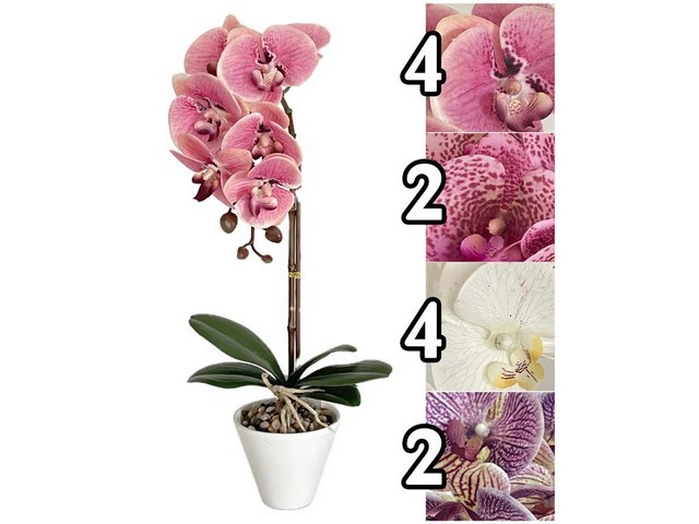 PIANTA ORCHIDEA NOBLE H.44CM 4 ASS.MEI 60869
