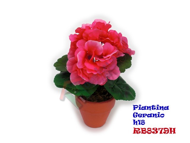 PIANTINA GERANIO H.18 (12PZ)