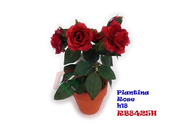 PIANTINA ROSE H.18 (12PZ)
